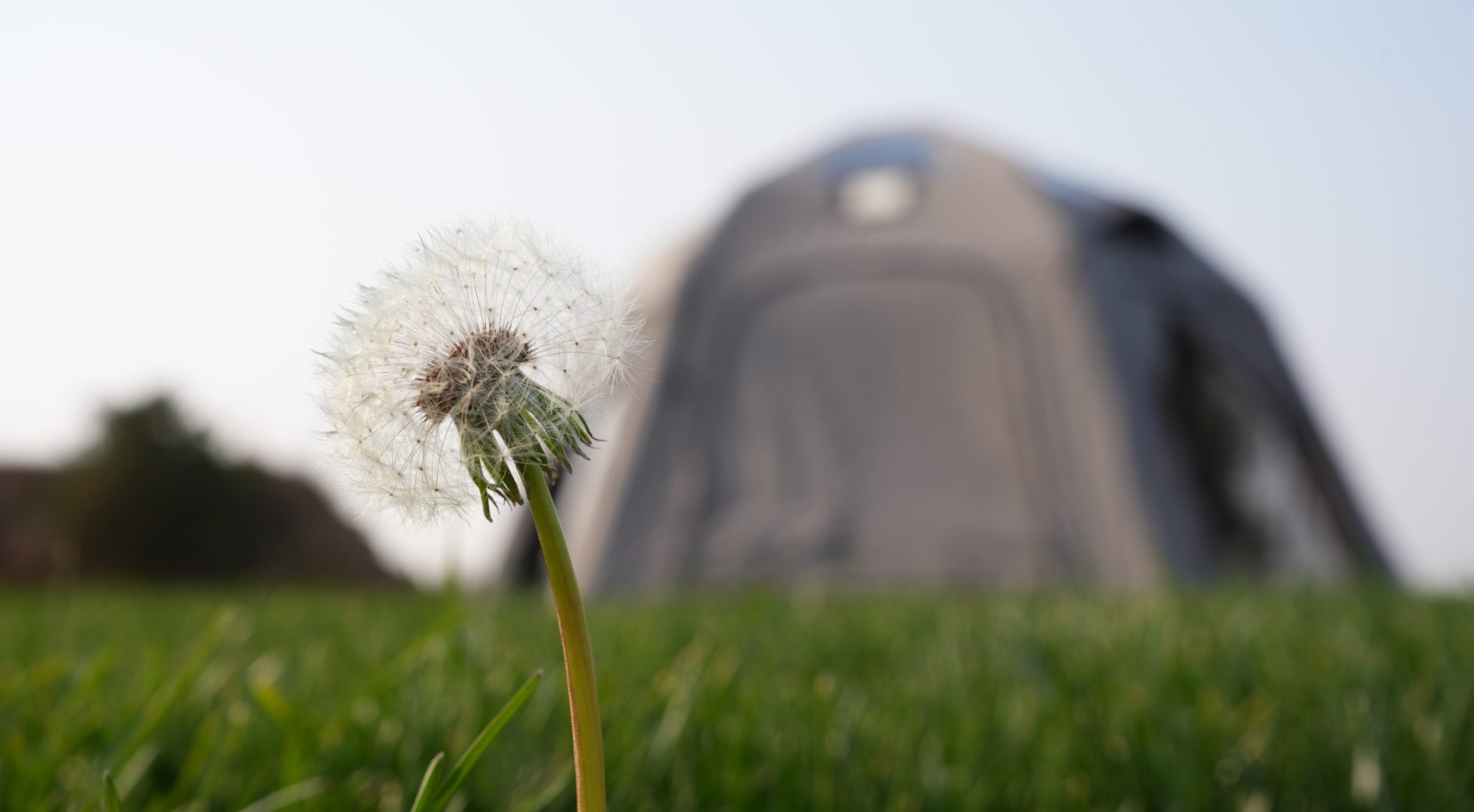 dandelion-tent-camping-scene